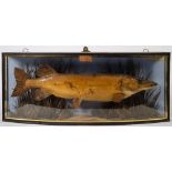 A Victorian cased preserved pike by J Cooper, London:,