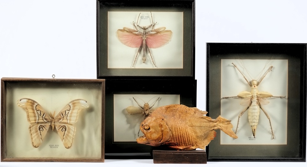 A dried preserved Piranha on a wooden mount together with four preserved Malaysian insects in