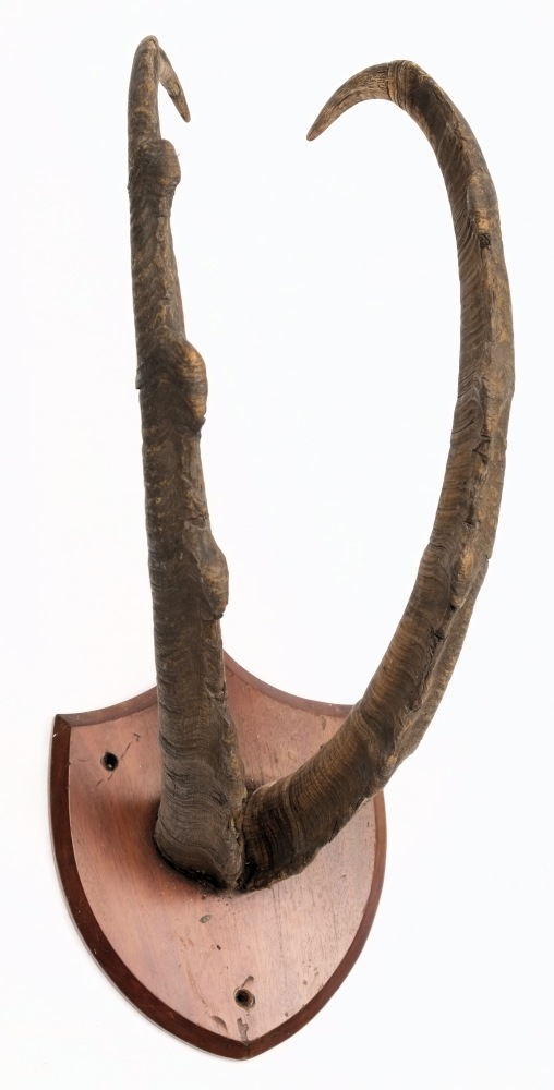 A set of antelope horns on a shield plinth:.