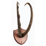 A set of antelope horns on a shield plinth:.