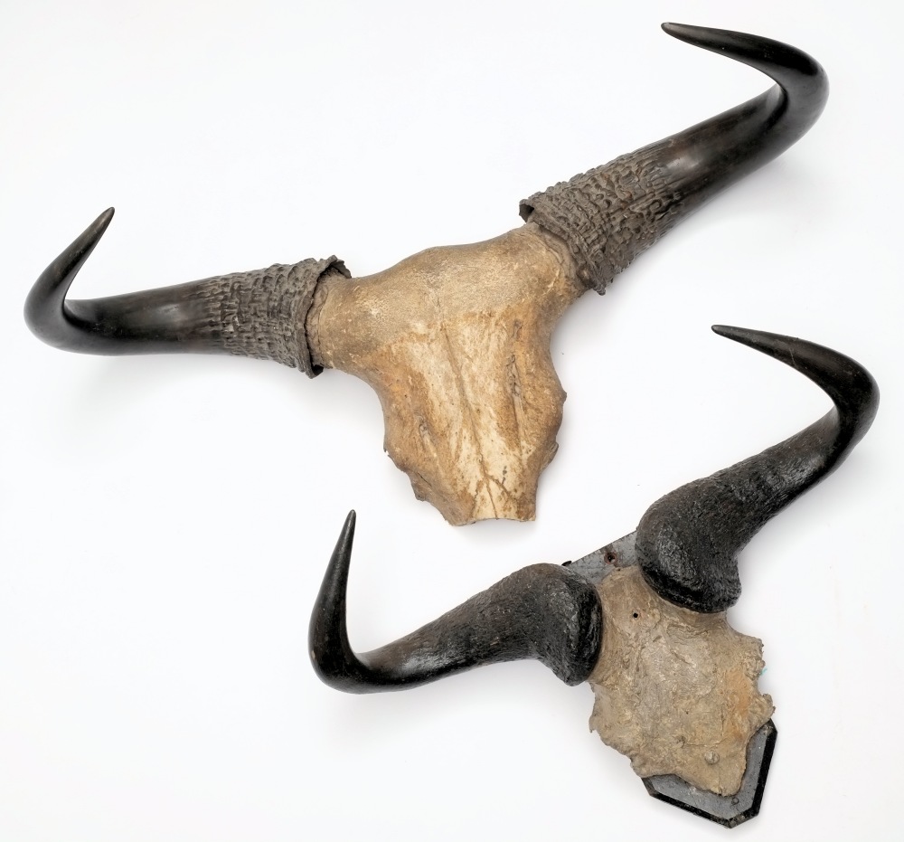 Two pairs of Water buffalo horns, the smaller pair on a wooden plinth:.