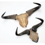 Two pairs of Water buffalo horns, the smaller pair on a wooden plinth:.