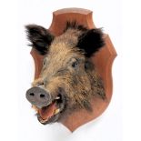 (Sous scrofa) a French taxidermy wild boar's head on a shield plinth:, .