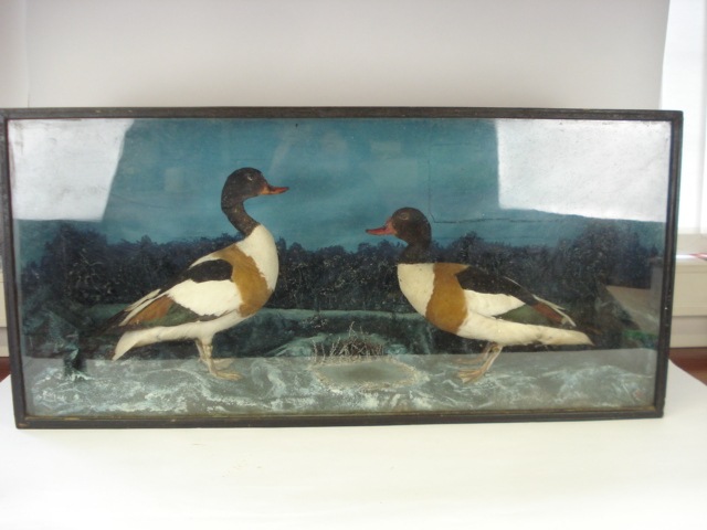 (Tadorna tadorna) Shelducks a cased pair:,