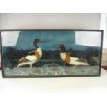 (Tadorna tadorna) Shelducks a cased pair:,