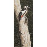 * Simon Turvey [b.1957]- Great Spotted Woodpecker:- signed bottom left watercolour 45 x 18.5cm.