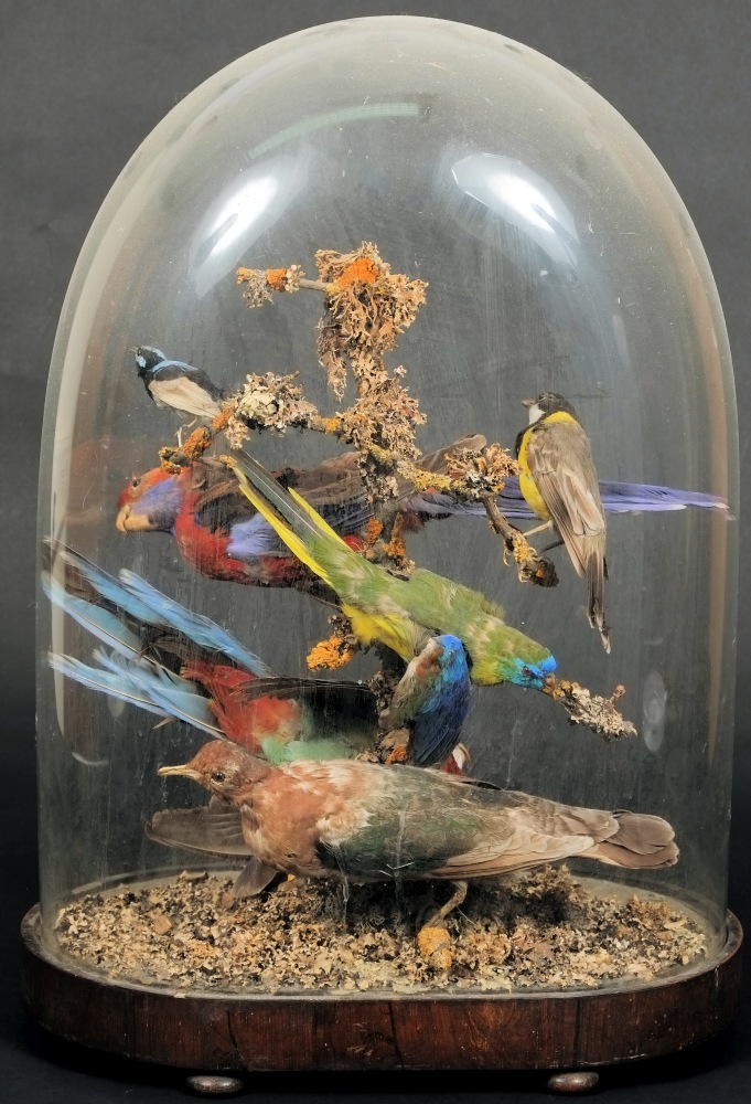 A late 19th century taxidermy display of parakeets and other birds under glass dome:,