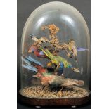 A late 19th century taxidermy display of parakeets and other birds under glass dome:,