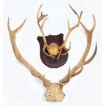 A set of 10 point antlers and a set of 14 point antlers on a shield plinth:,(2).