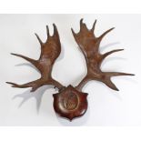 Exceedingly large pair of horns, mounted on a carved heraldic shield, 116cm wide