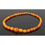 Egg yolk Amber bead necklace with a row of tapering beads, 38cm long, 15.3 grams