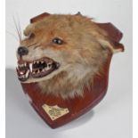 Fox mask or head on a shield shaped wooden mount with label Mr Phillpott's Hounds April 6 1931 Knack