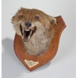 Fox mask or head on a shield shaped wooden mount with label Mr Spooner's Hounds killed at "Two