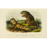 Audubon (John James) and - and Rev. John Bachman. The Quadrupeds of North America, 3 vol   and  Rev.