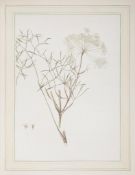 [Finch née Thynne ] Two albums of original botanical watercolours , 2 vol   [Finch  née   Thynne (