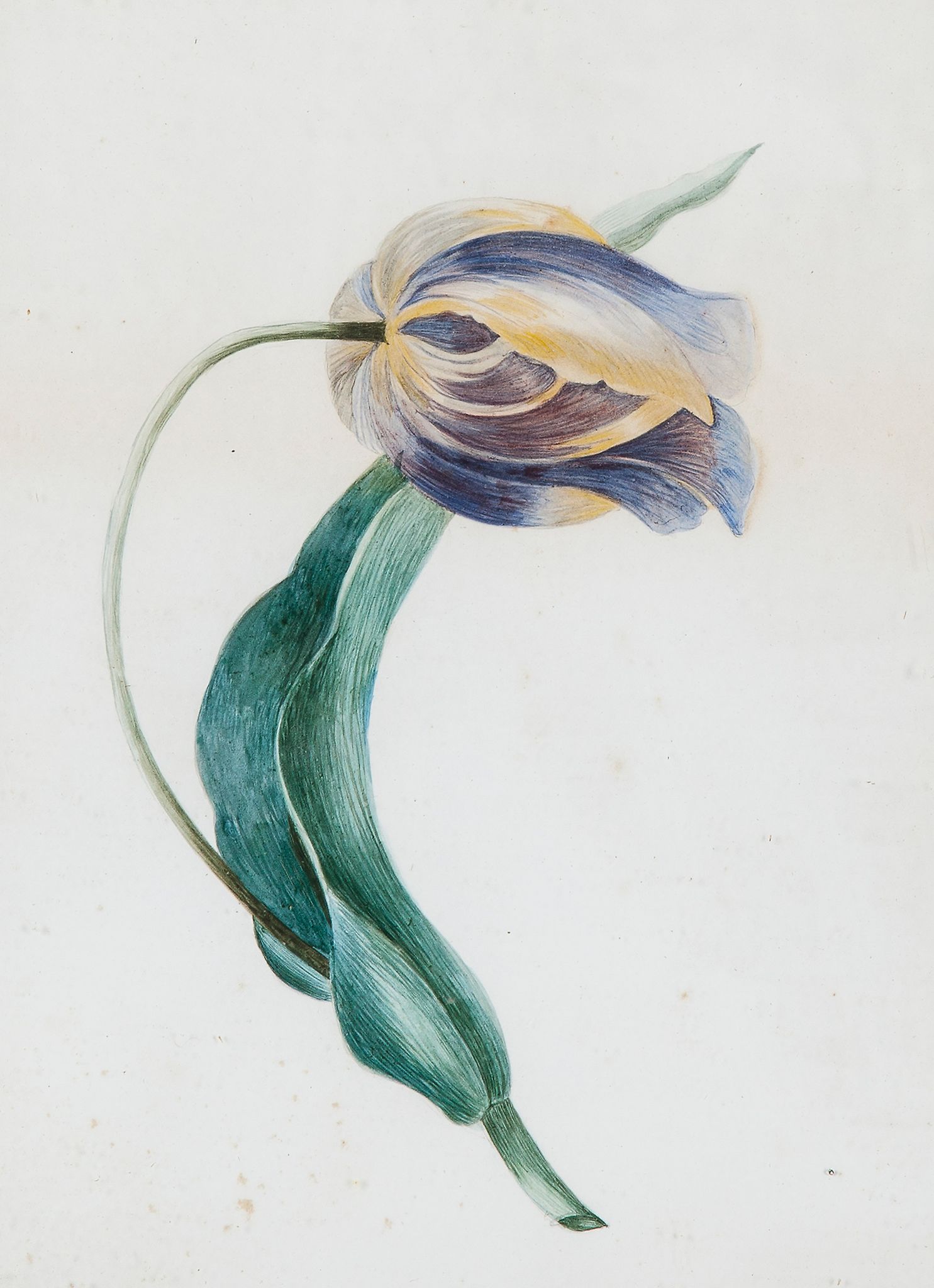 English School, early 19th century. - Two studies of Tulips,   watercolour on vellum, 300 x 246mm.