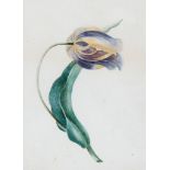 English School, early 19th century. - Two studies of Tulips,   watercolour on vellum, 300 x 246mm.
