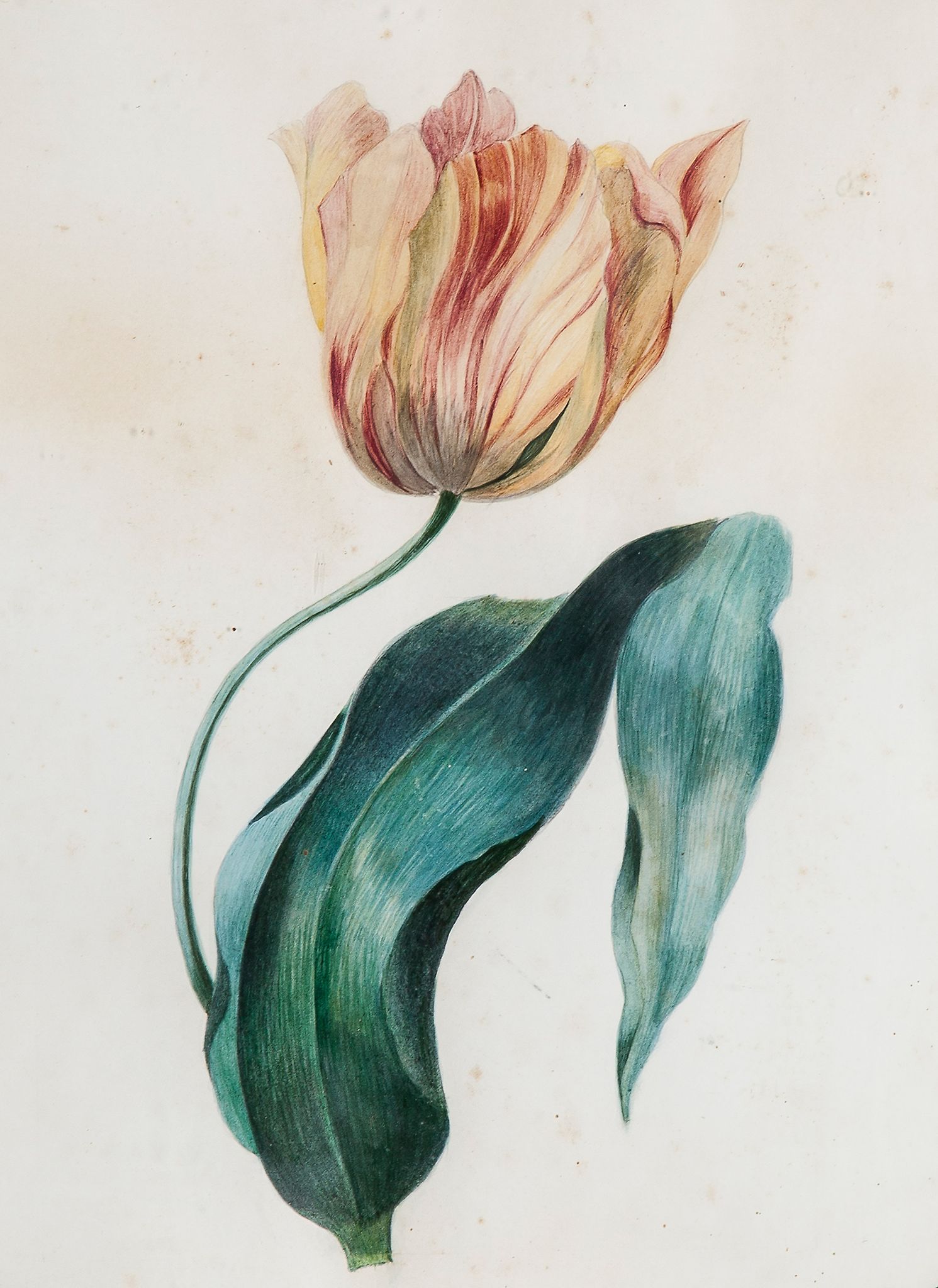 English School, early 19th century. - Two studies of Tulips,   watercolour on vellum, 300 x 246mm. - Image 2 of 2