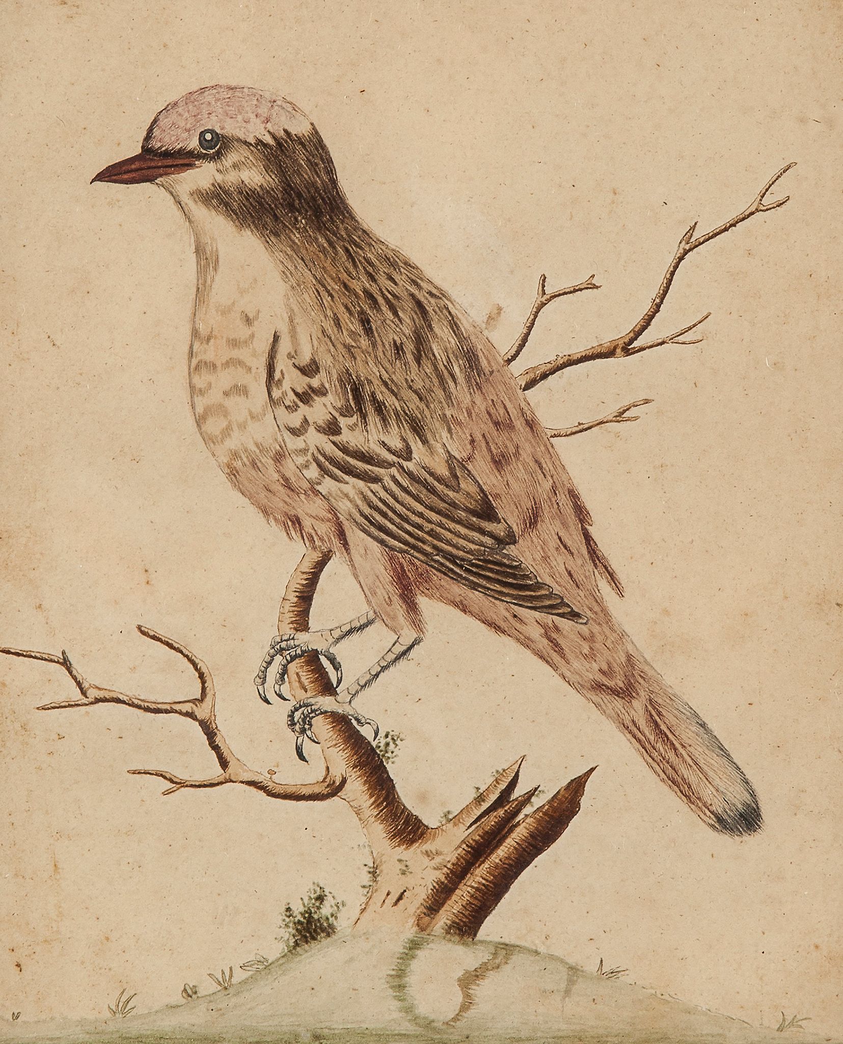 Edwards (George), Attributed to. - The Red Bird from Surinam,   ink and watercolour, 190 x 153mm.,
