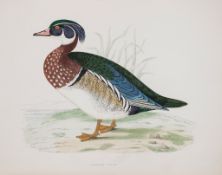 Morris (Beverley R.) - British Game Birds and Wildfowl,   third edition, half-title, title printed