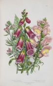 Pratt (Anne) - The Flowering Plants, Grasses, Sedges and Ferns of Great Britain,  6 vol.,   1