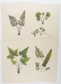 Plesch (Arpad) - Mille Et Un Livres Botaniques De La Collection Arpad Plesch,   original cloth,