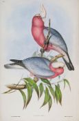 Gould (John) - The Birds of New Guinea  and the adjacent Papuan Islands Volume 1 [Birds of Paradise,