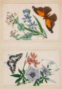 Anglo-Chinese School. - A group of 12 rice paper paintings of flowers and insects,  mostly