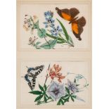 Anglo-Chinese School. - A group of 12 rice paper paintings of flowers and insects,  mostly