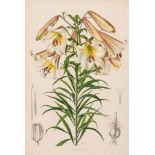 Snelling (Lilian) - A group of eight lillies,  several from A supplement to Elwes' Monograph of