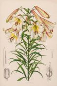 Snelling (Lilian) - A group of eight lillies,  several from A supplement to Elwes' Monograph of