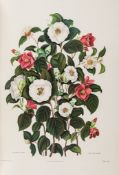Curtis (Samuel) - A Monograph on the Genus Camellia,  The whole from original drawings by Clara