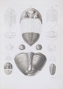 Burmeister (Hermann) - The Organization of Trilobites,   6 engraved plates,   1846   bound with