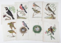 Bolton (James) - A group of 28 plates of British song birds,  from Harmonia Ruralis,   original