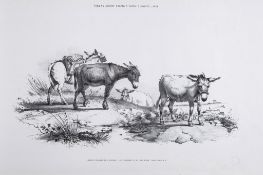 Cooper (Thomas Sidney) - Cattle Subjects,   30 lithographed plates with library blind-stamp to foot,
