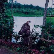 James Bolaq (active 1980s-90s) - Eagle, 1989  Chromogenic print, signed, dated and editioned AP in