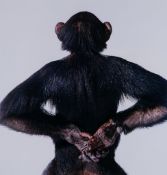 James Bolaq (active 1980s-90s) - Monkey, 1989  Chromogenic print, signed, dated and editioned 8/50