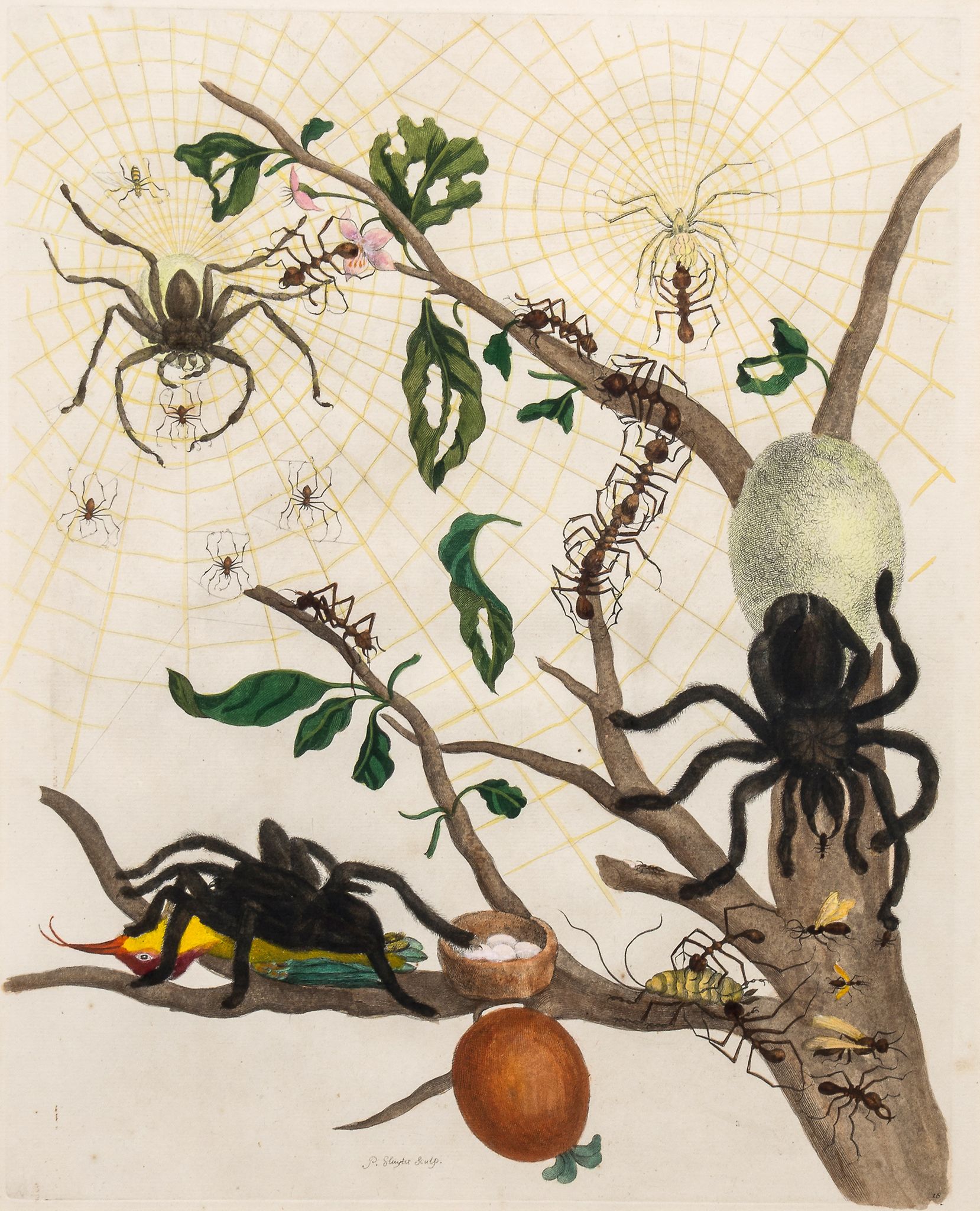 Merian (Maria Sybilla) - [Spiders]  a plate for Insects of Surinam,   original hand-coloured