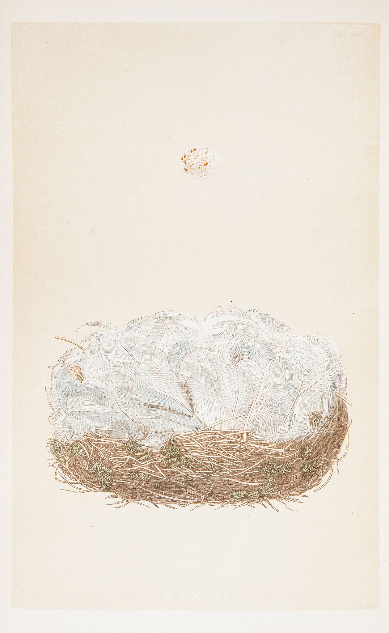 Morris (Francis Orpen) - A Natural History of the Nests and Eggs of British Birds,  3 vol.,   225