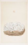 Morris (Francis Orpen) - A Natural History of the Nests and Eggs of British Birds,  3 vol.,   225
