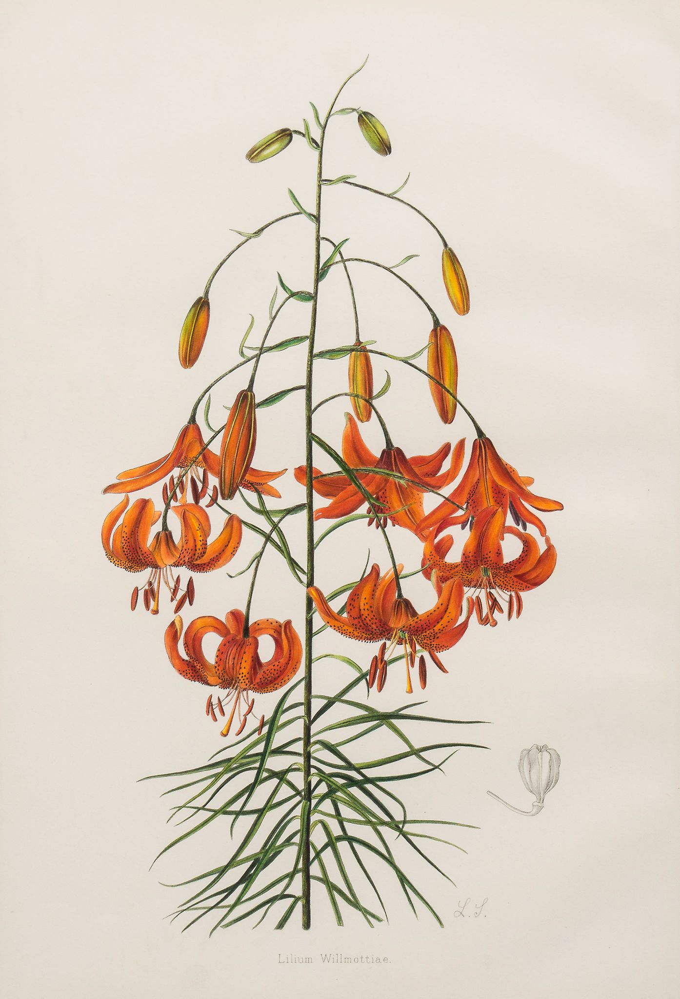 Snelling (Lillian) and Stella Ross-Craig. - Lilium Wilmottiae; Lilium Davidi,  2 plates for the - Image 2 of 2