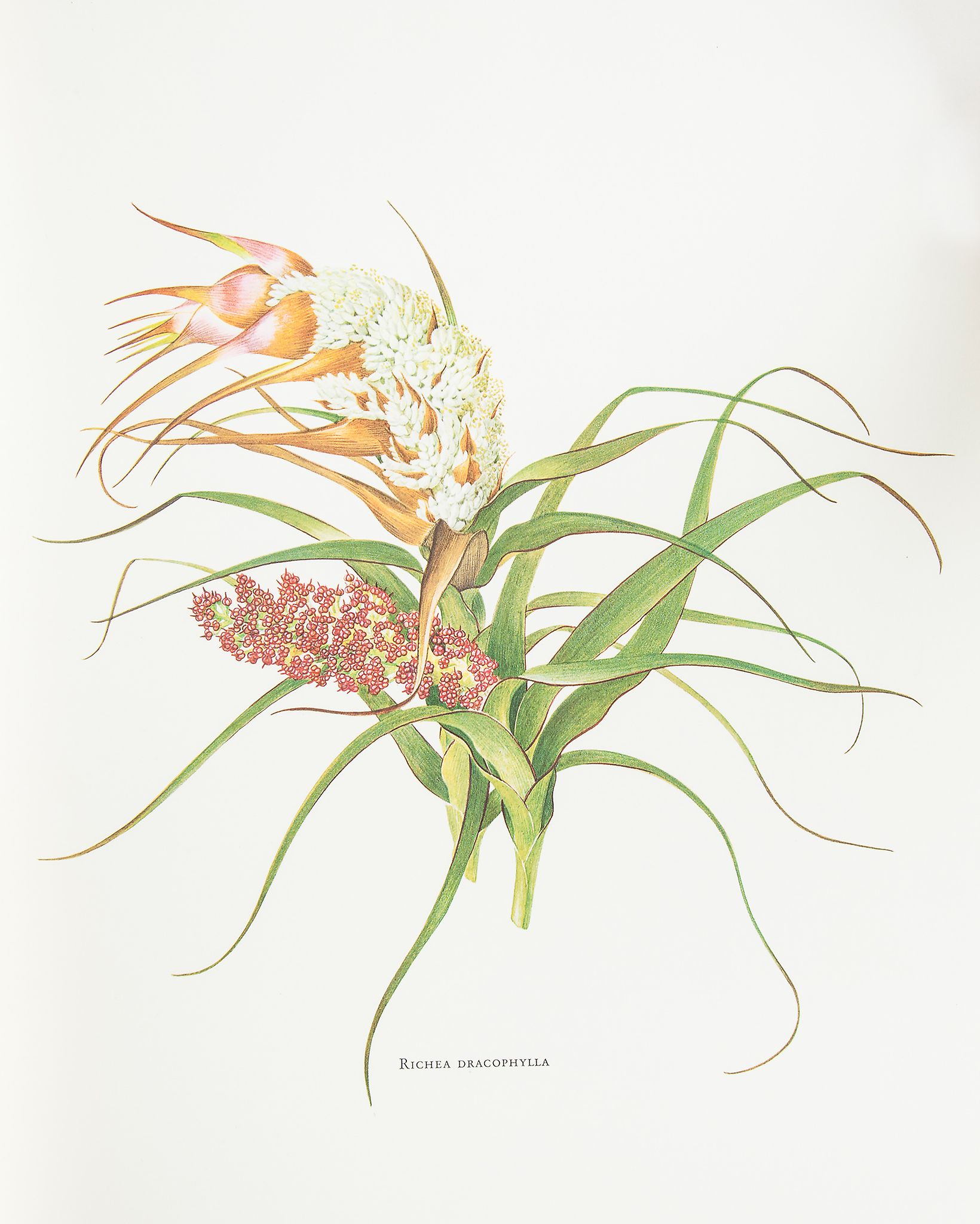 Curtis (Winifred) - The Endemic Flora of Tasmania,  6 vol.,   155 full-page colour plates,