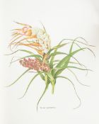 Curtis (Winifred) - The Endemic Flora of Tasmania,  6 vol.,   155 full-page colour plates,