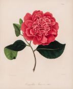 After J.J.Jung (fl. 1839-43) - A group of four Camellias,  stipple-engravings with hand-colouring,