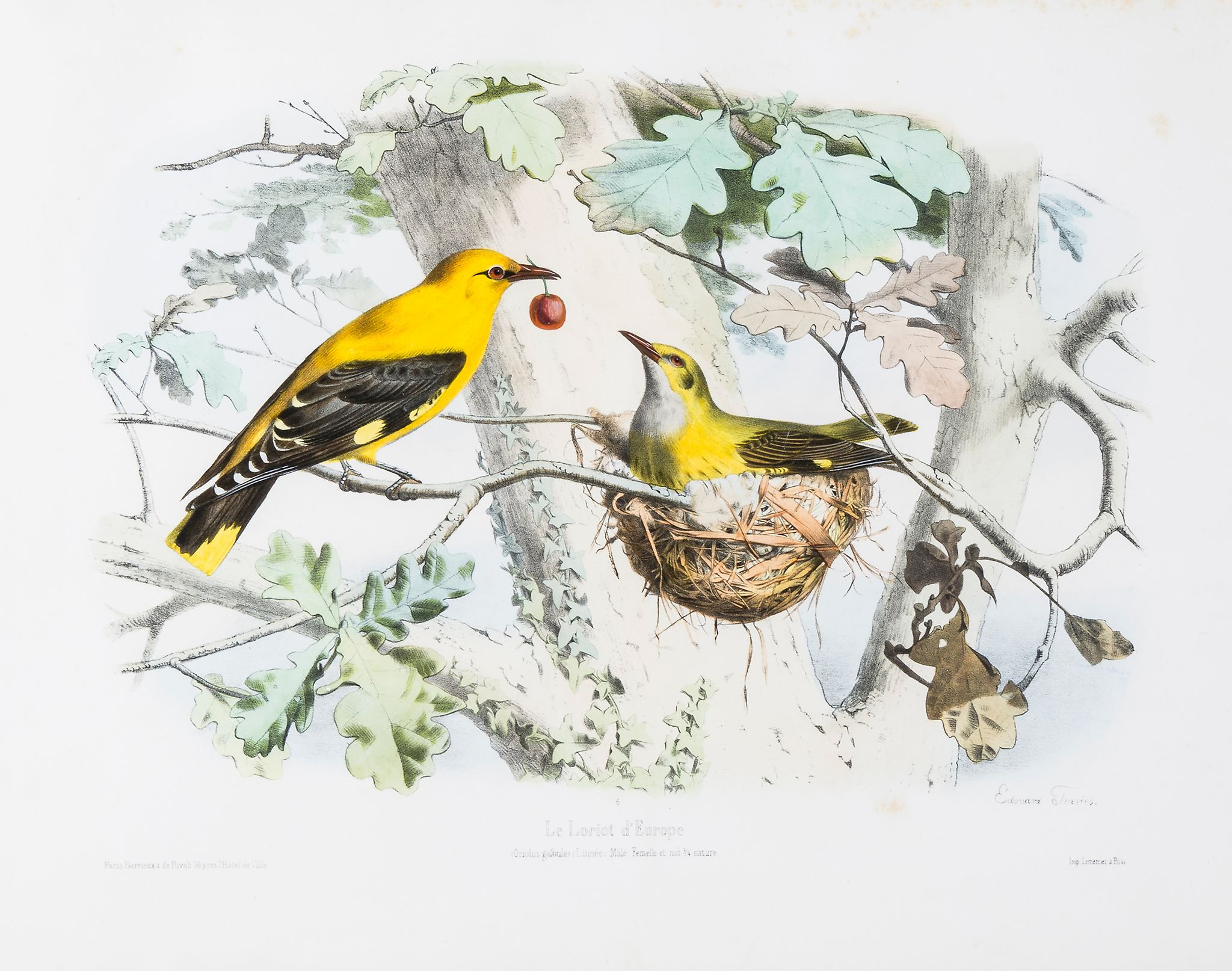 Travies (Edouard) - Golden Oriole; Russian Magpie; Red-crested Cardinal,  3 plates from Les - Image 3 of 3