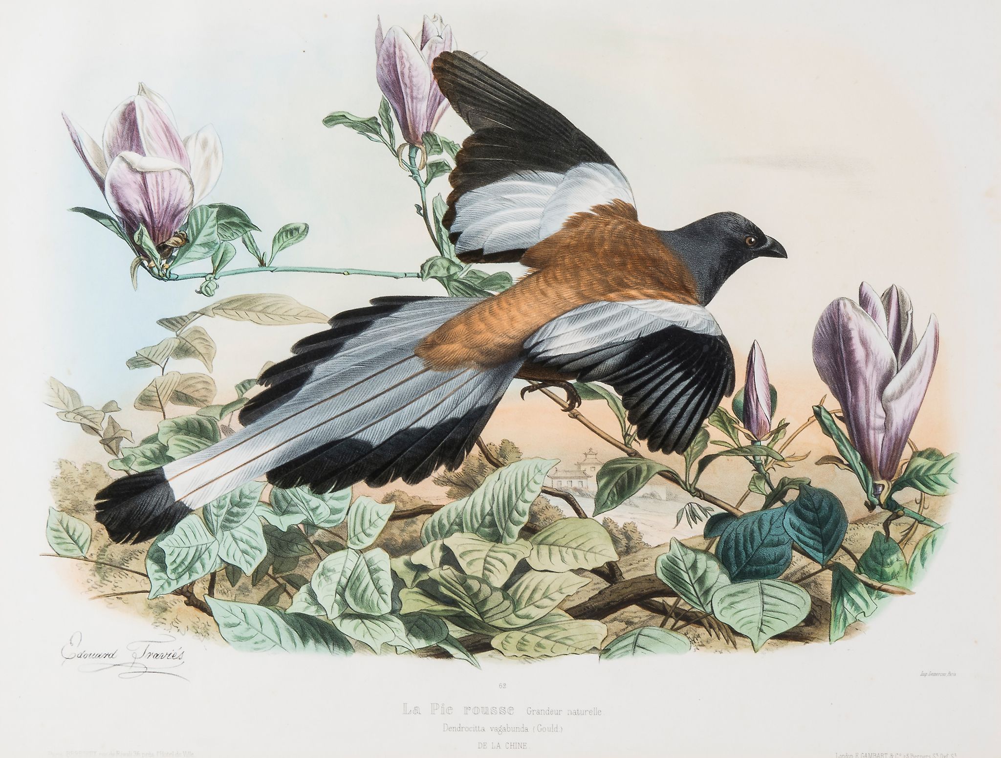 Travies (Edouard) - Golden Oriole; Russian Magpie; Red-crested Cardinal,  3 plates from Les - Image 2 of 3