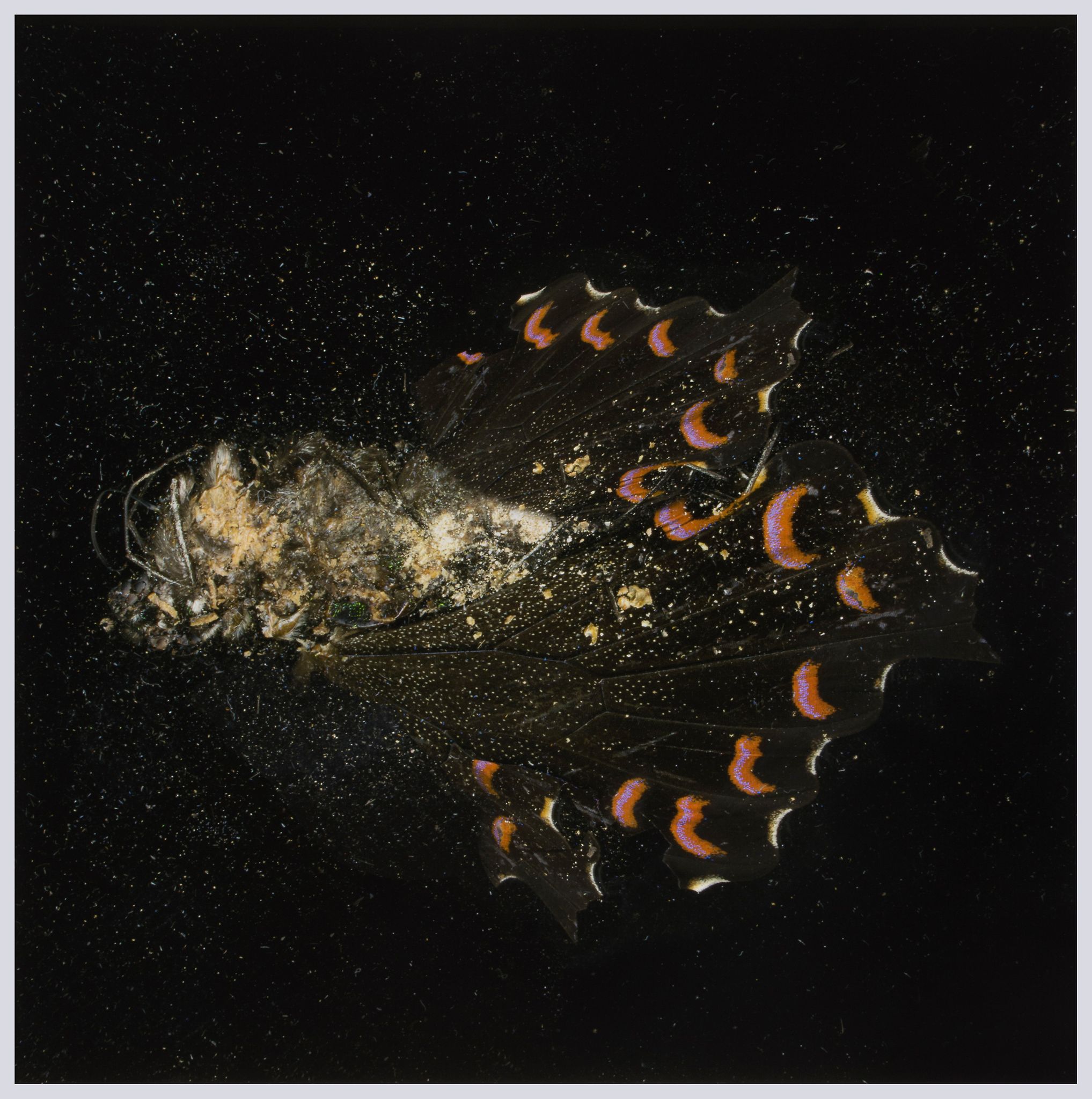 Mat Collishaw (b.1966) - Insecticide 28 chromogenic print, 2012, signed in black felt tip pen verso,