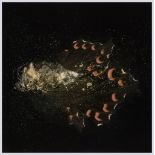 Mat Collishaw (b.1966) - Insecticide 28 chromogenic print, 2012, signed in black felt tip pen verso,