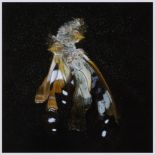 Mat Collishaw (b.1966) - Insecticide 38 chromogenic print, 2012, signed in black felt tip pen verso,