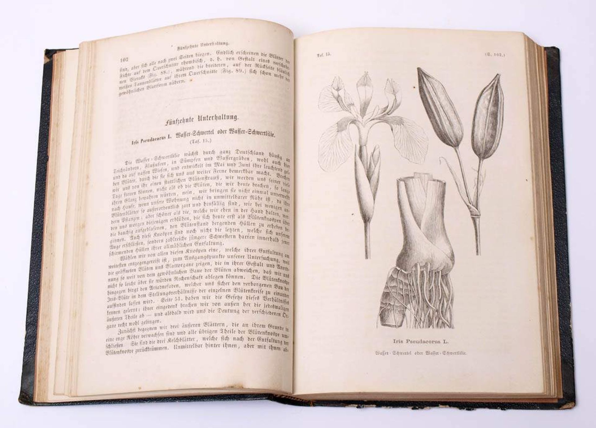 Auerswald, B.Botanische Unterhaltungen zum Verständniß der heimatlichen Flora, 2. Auflage, - Bild 4 aus 5